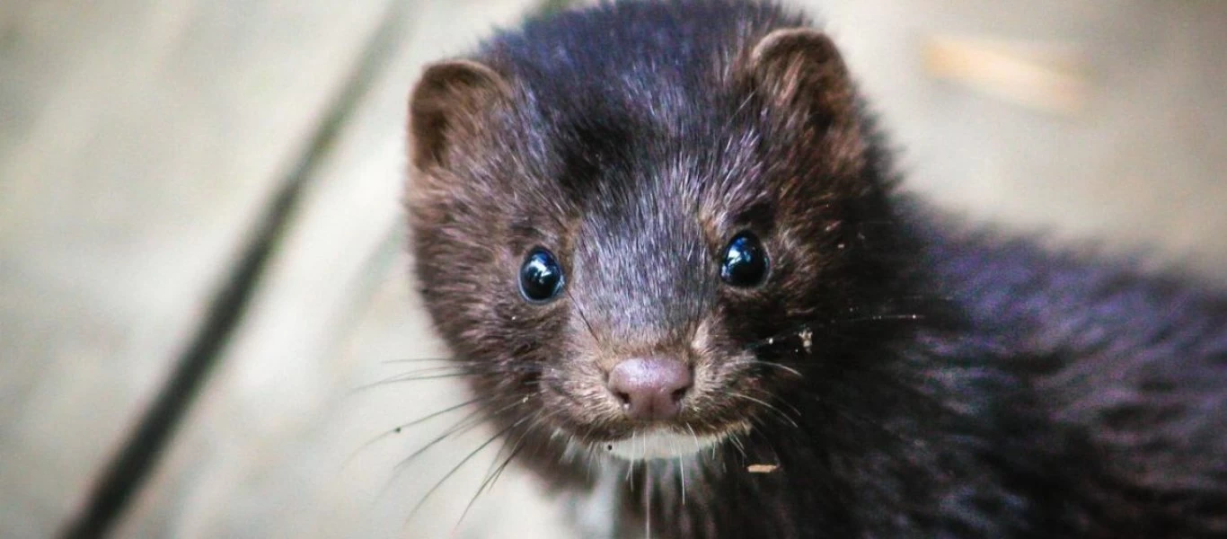 Δανία: Ανακοίνωσε την παραίτησή του ο υπουργός Γεωργίας λόγω της σφαγής βιζόν